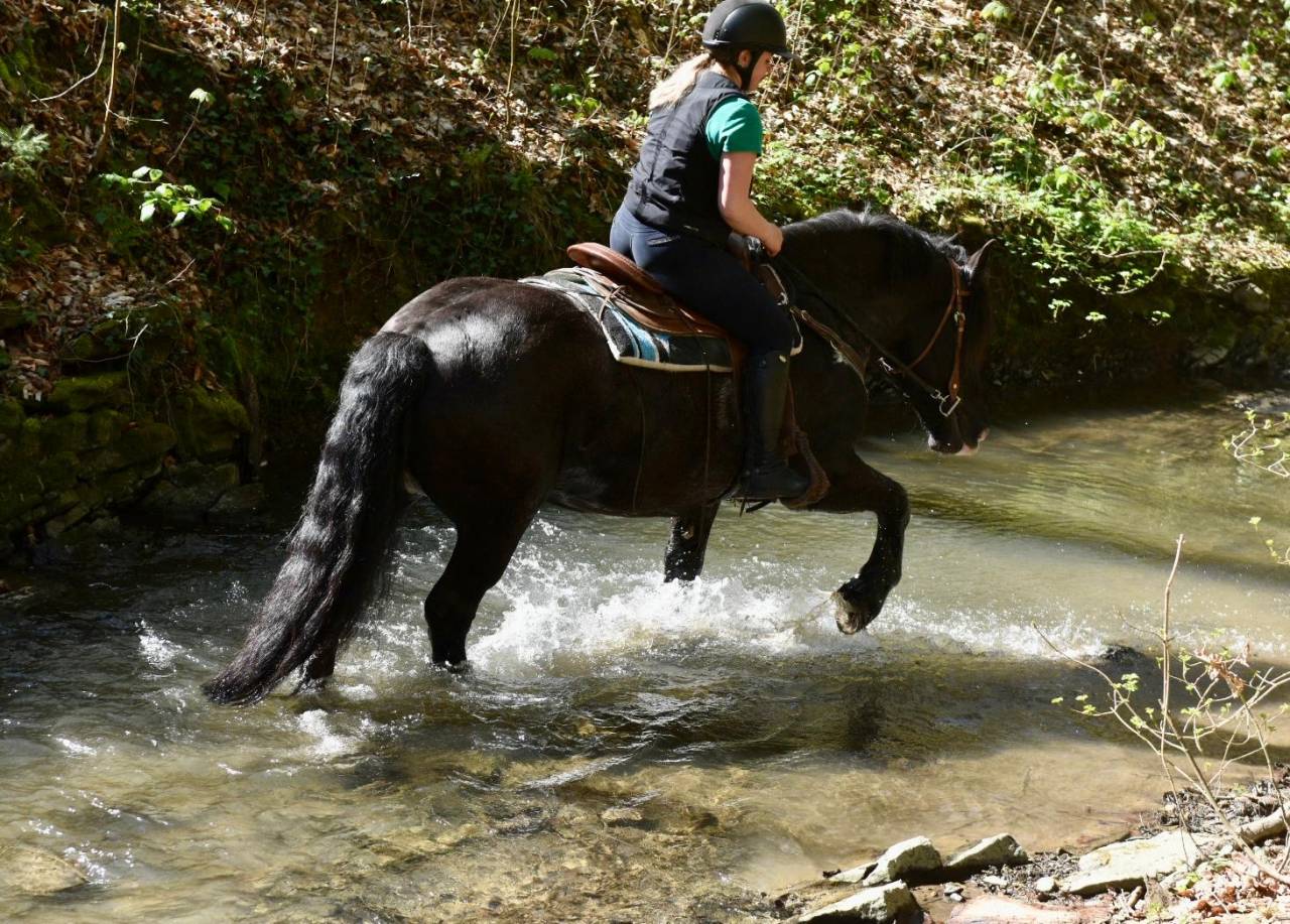 Mare Origin Recorded For sale 2015 Black