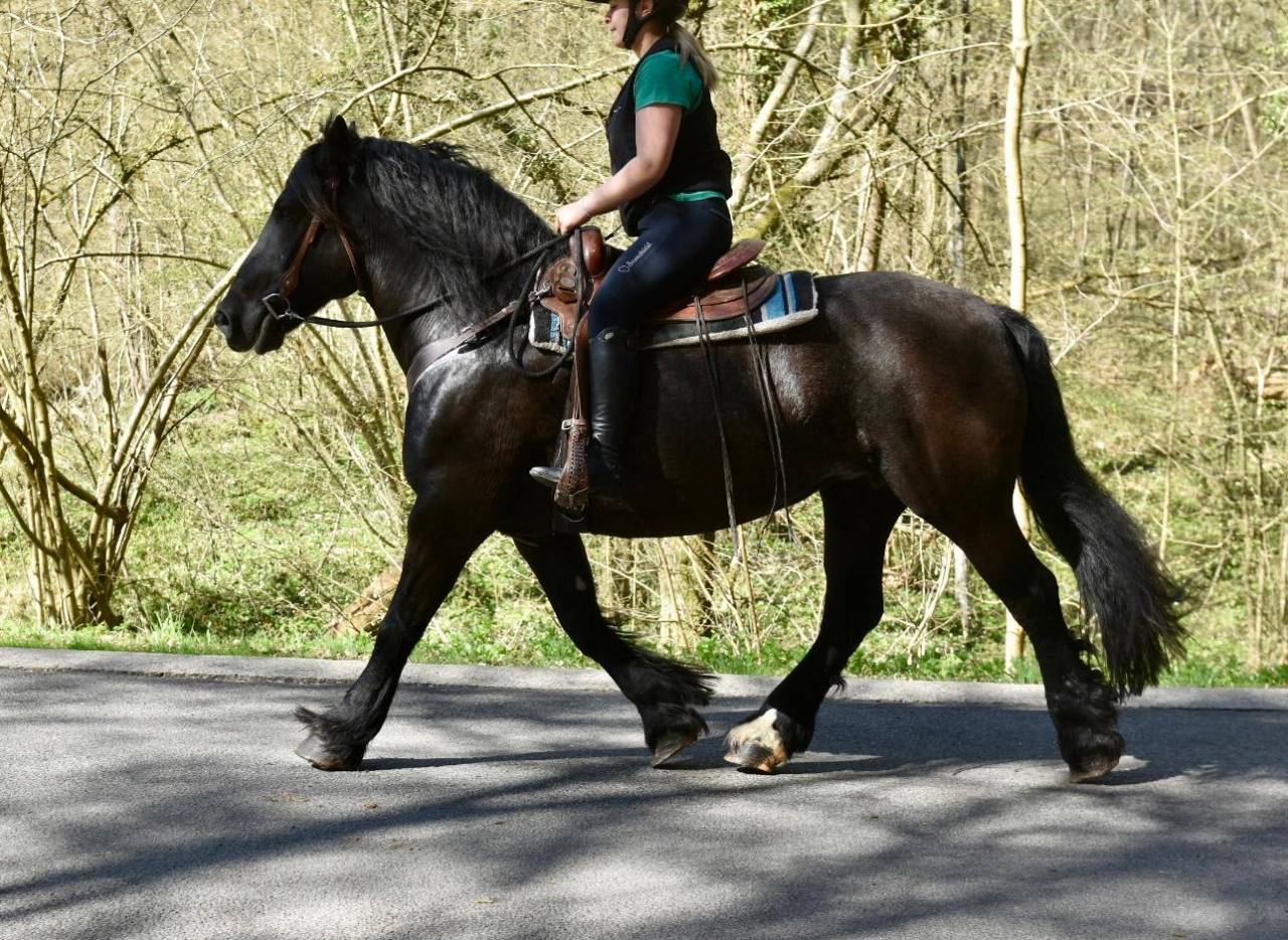 Mare Origin Recorded For sale 2015 Black