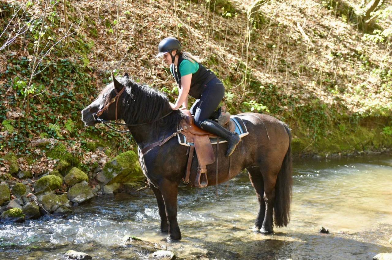 Mare Origin Recorded For sale 2015 Black