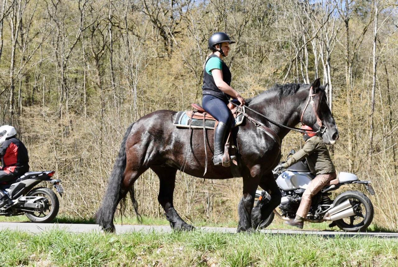 Mare Origin Recorded For sale 2015 Black