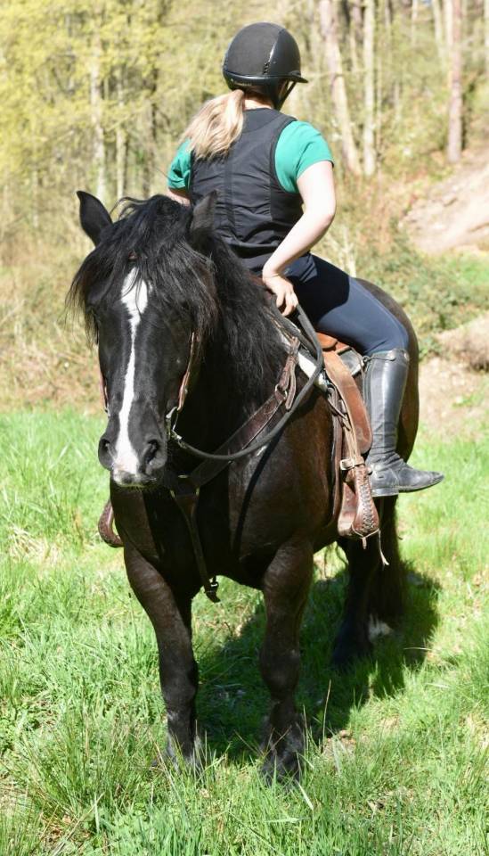 Mare Origin Recorded For sale 2015 Black