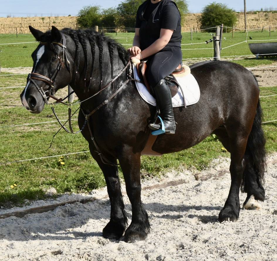 Mare Origin Recorded For sale 2015 Black