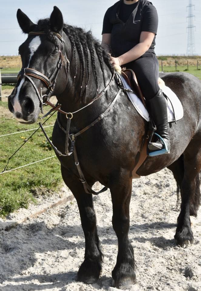 Mare Origin Recorded For sale 2015 Black
