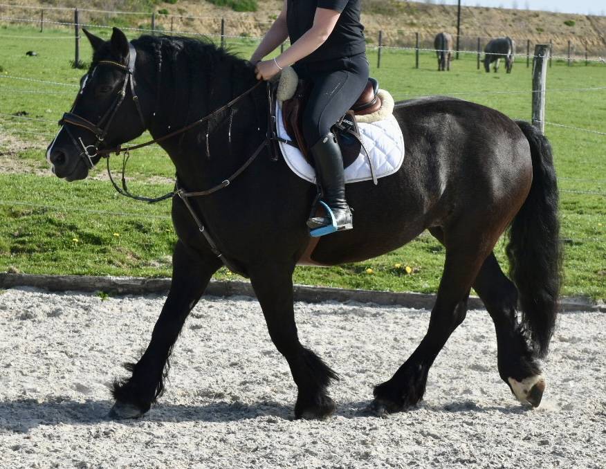 Mare Origin Recorded For sale 2015 Black