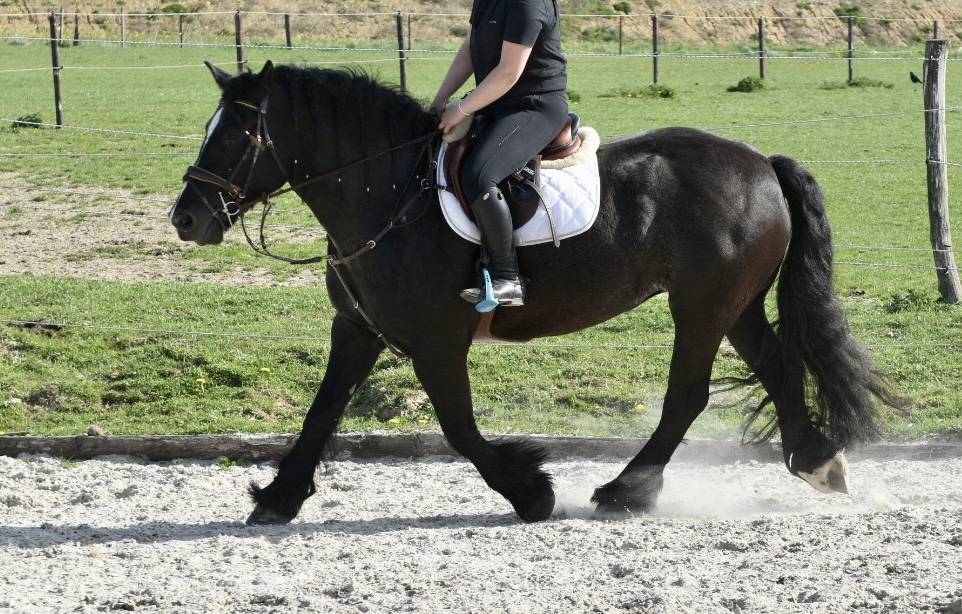 Mare Origin Recorded For sale 2015 Black