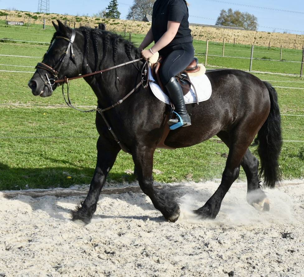 Mare Origin Recorded For sale 2015 Black