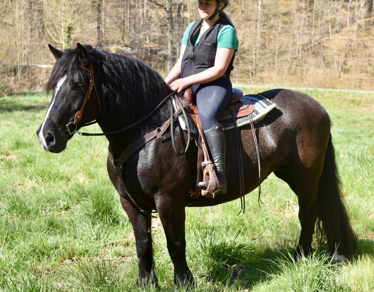 Mare Origin Recorded For sale 2015 Black