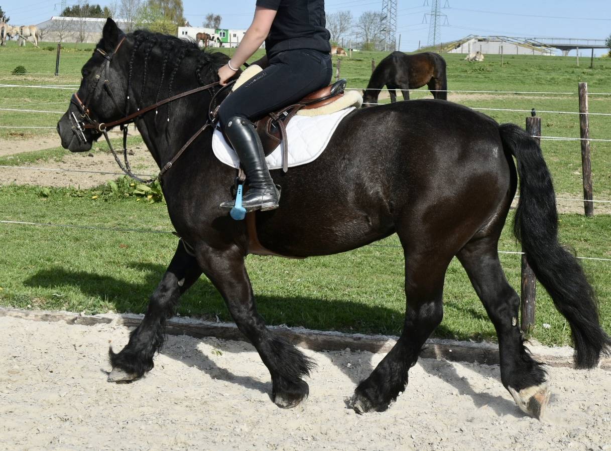 Mare Origin Recorded For sale 2015 Black