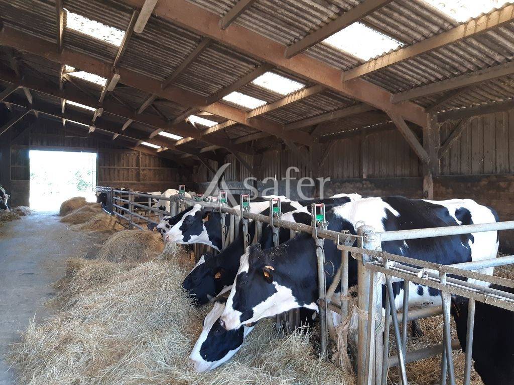 Sheep farm  Haute-Vienne