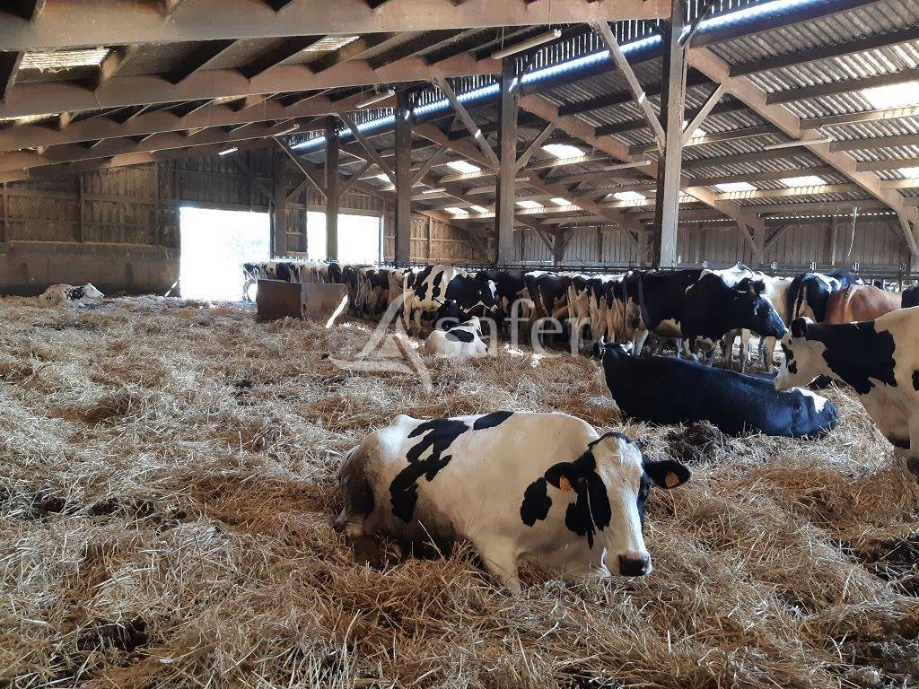 Sheep farm  Haute-Vienne