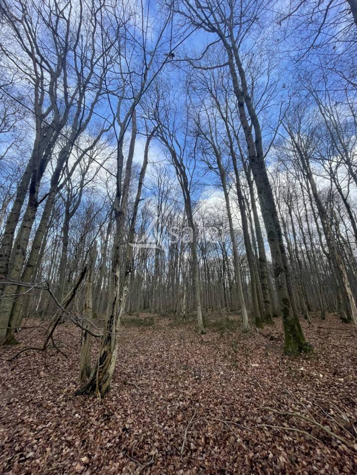 Woodland  Seine-et-Marne
