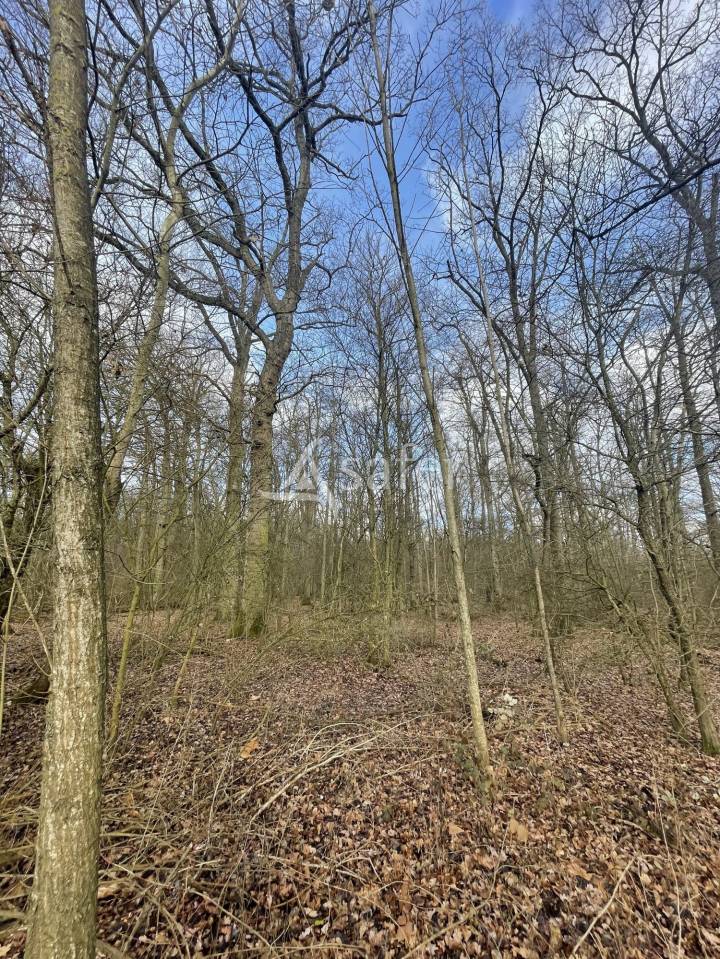Woodland  Seine-et-Marne