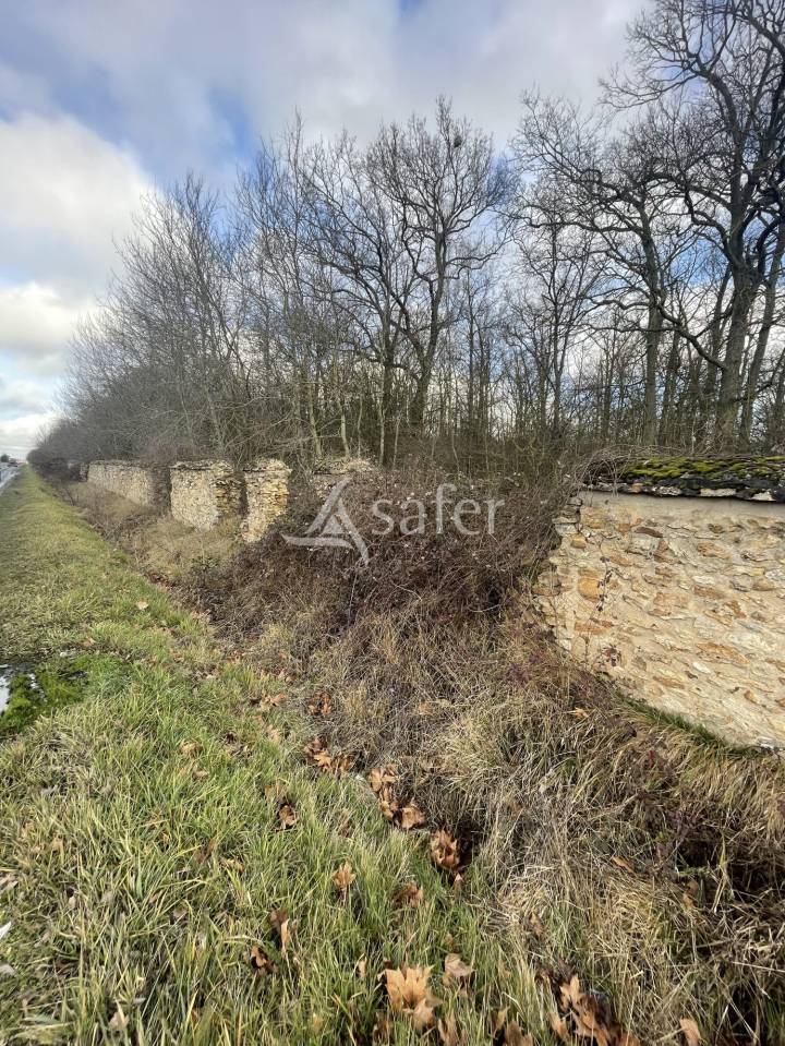 Woodland  Seine-et-Marne