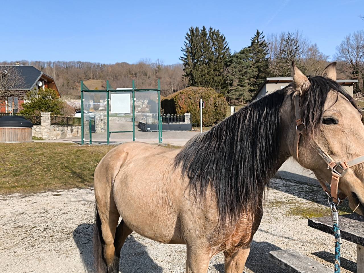 Mare Lusitano For sale 2020 Buckskin