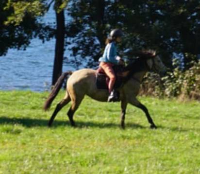 Mare Lusitano For sale 2020 Buckskin