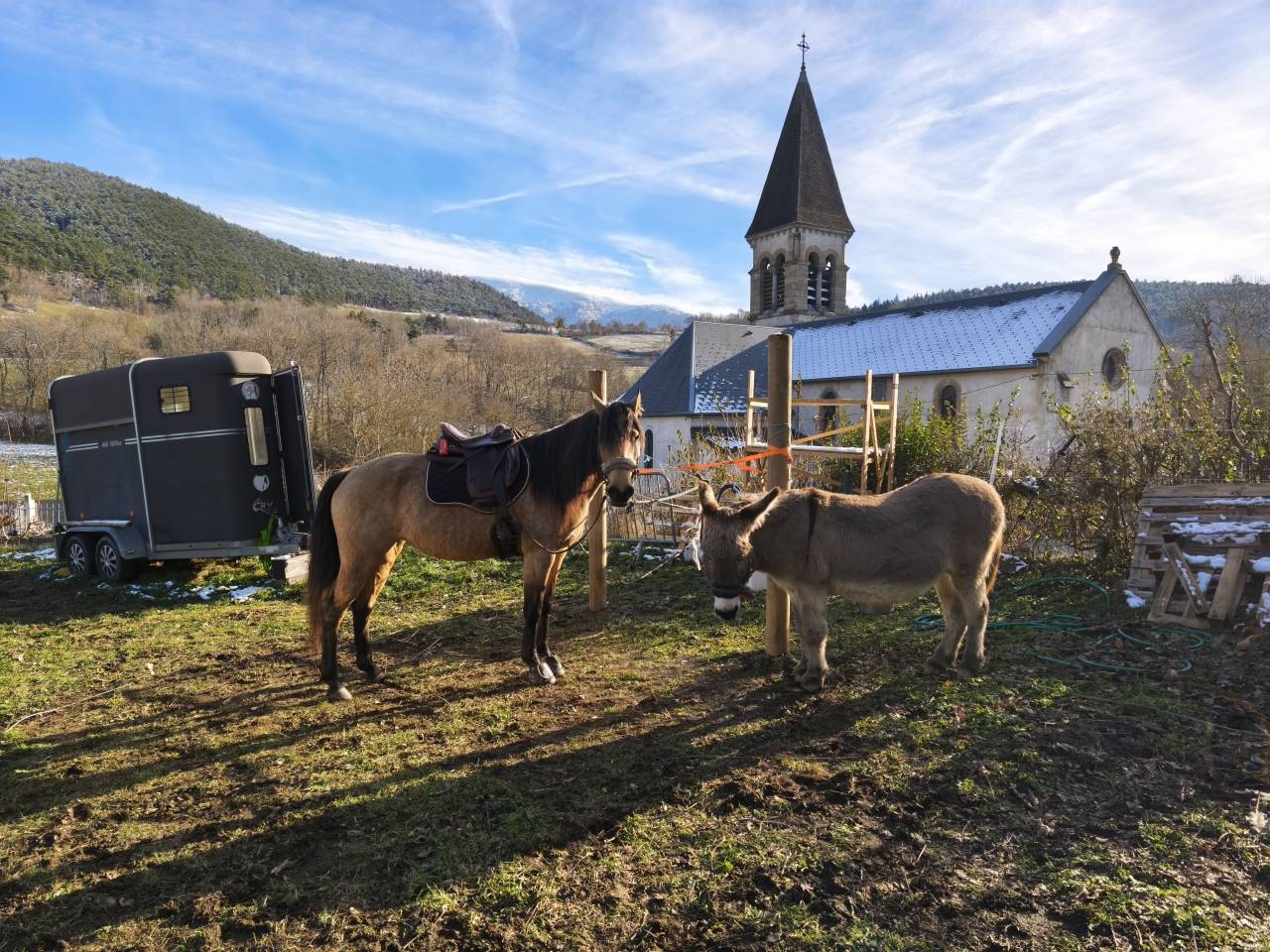 Mare Lusitano For sale 2020 Buckskin