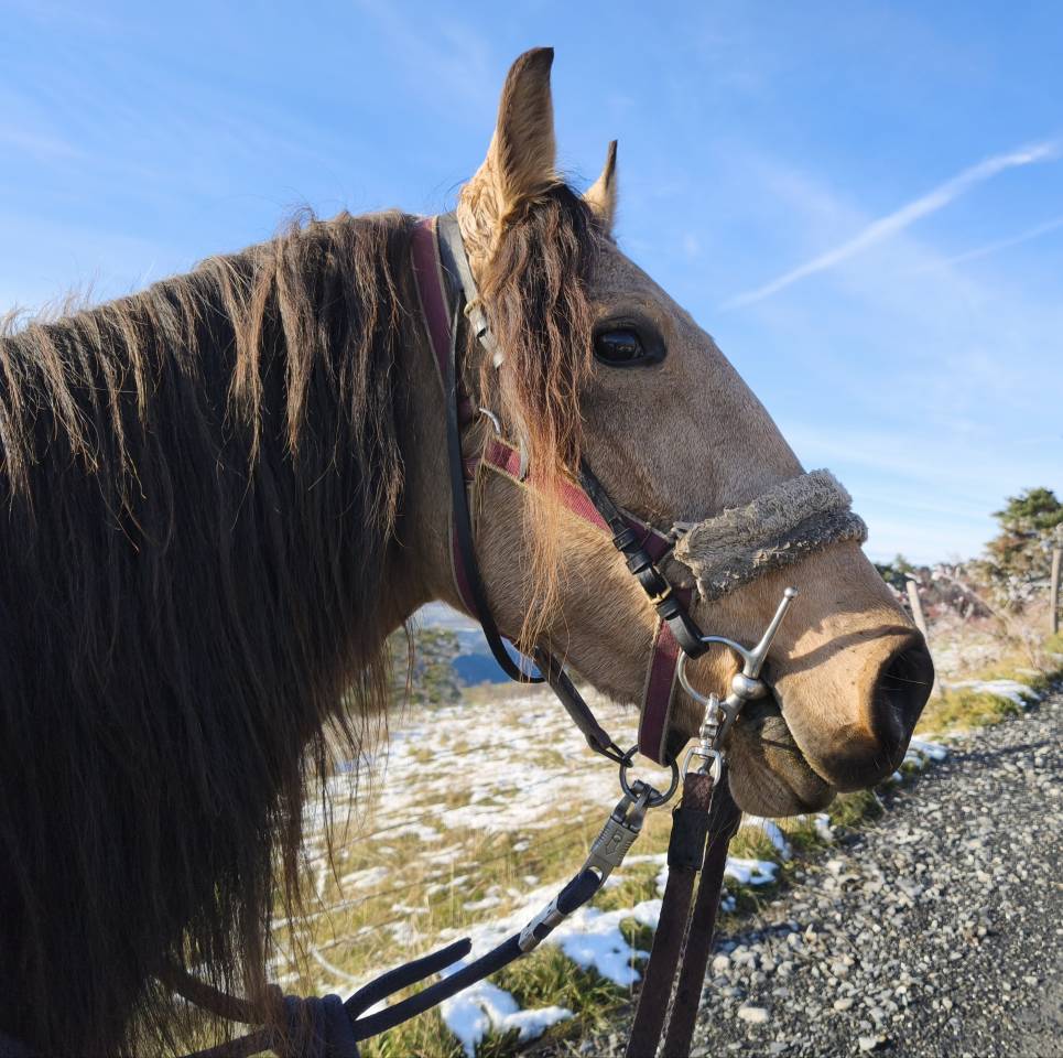 Mare Lusitano For sale 2020 Buckskin