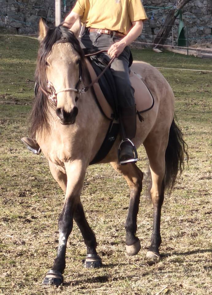 Mare Lusitano For sale 2020 Buckskin