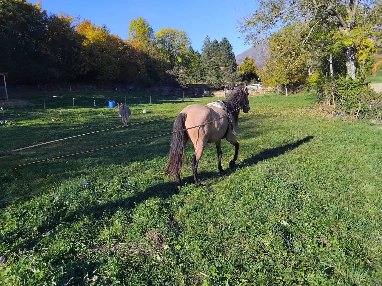 Mare Lusitano For sale 2020 Buckskin