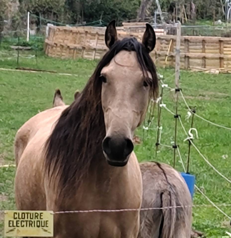Mare Lusitano For sale 2020 Buckskin