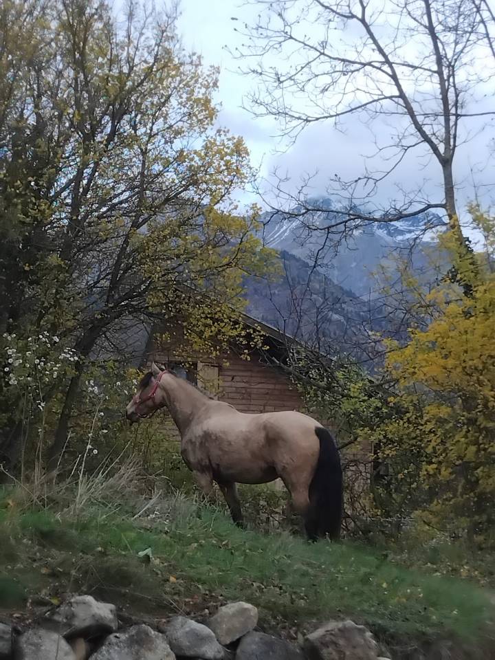 Mare Lusitano For sale 2020 Buckskin
