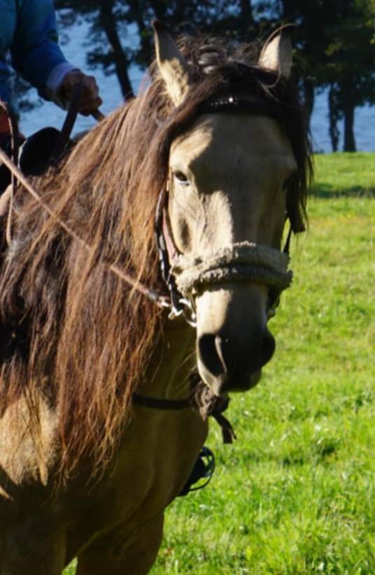 Mare Lusitano For sale 2020 Buckskin