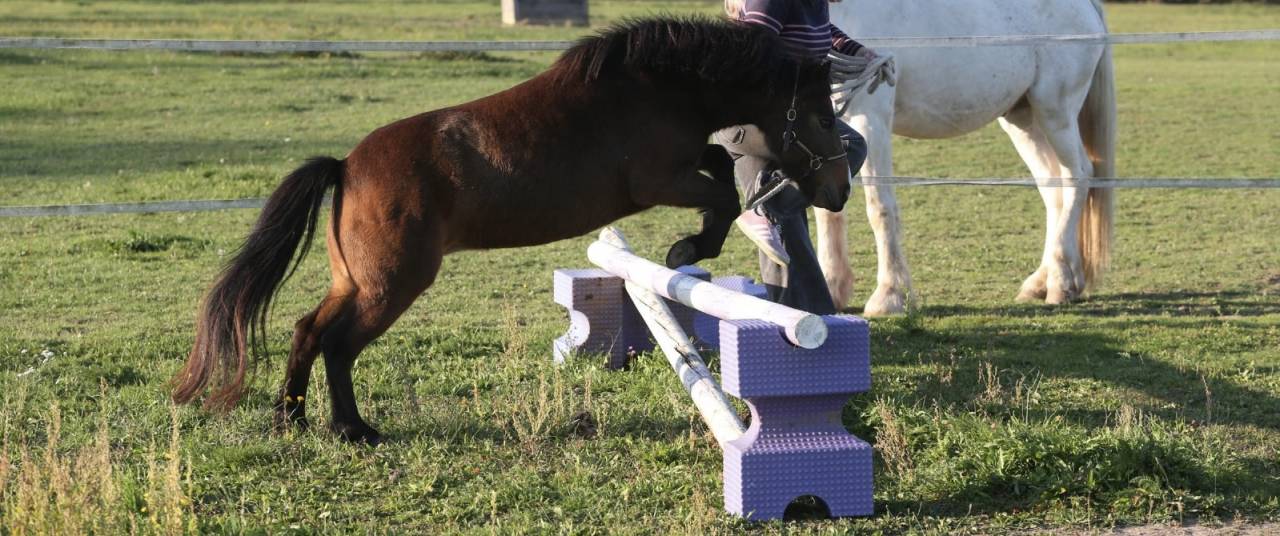 Mare Welsh Part Bred For sale 2018 Buckskin