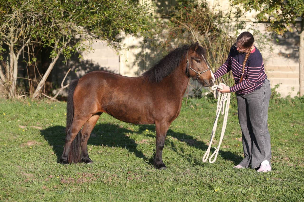 Mare Welsh Part Bred For sale 2018 Buckskin