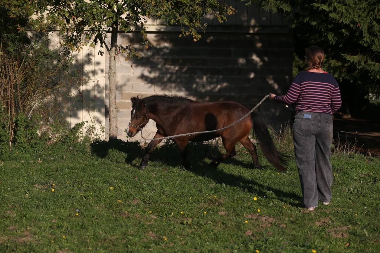 Mare Welsh Part Bred For sale 2018 Buckskin