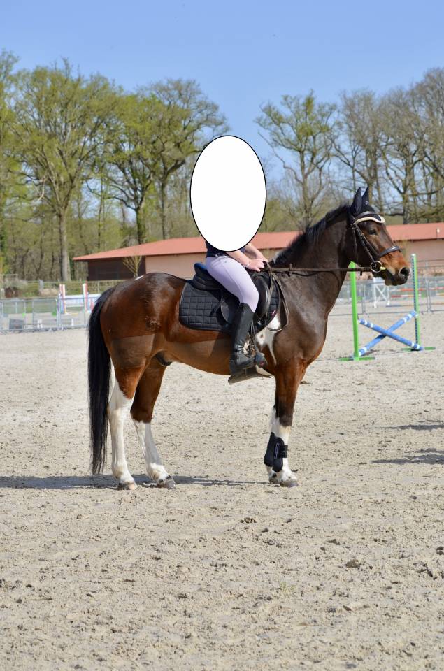 Gelding Origin Recorded For sale 2015 Coloured