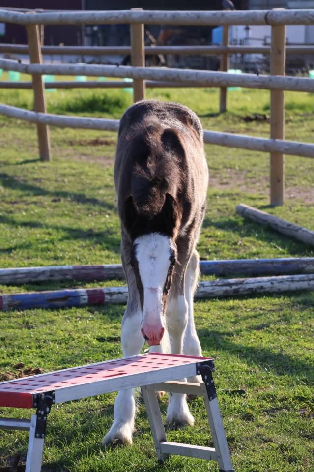 Filly Shire For sale 2026 Black