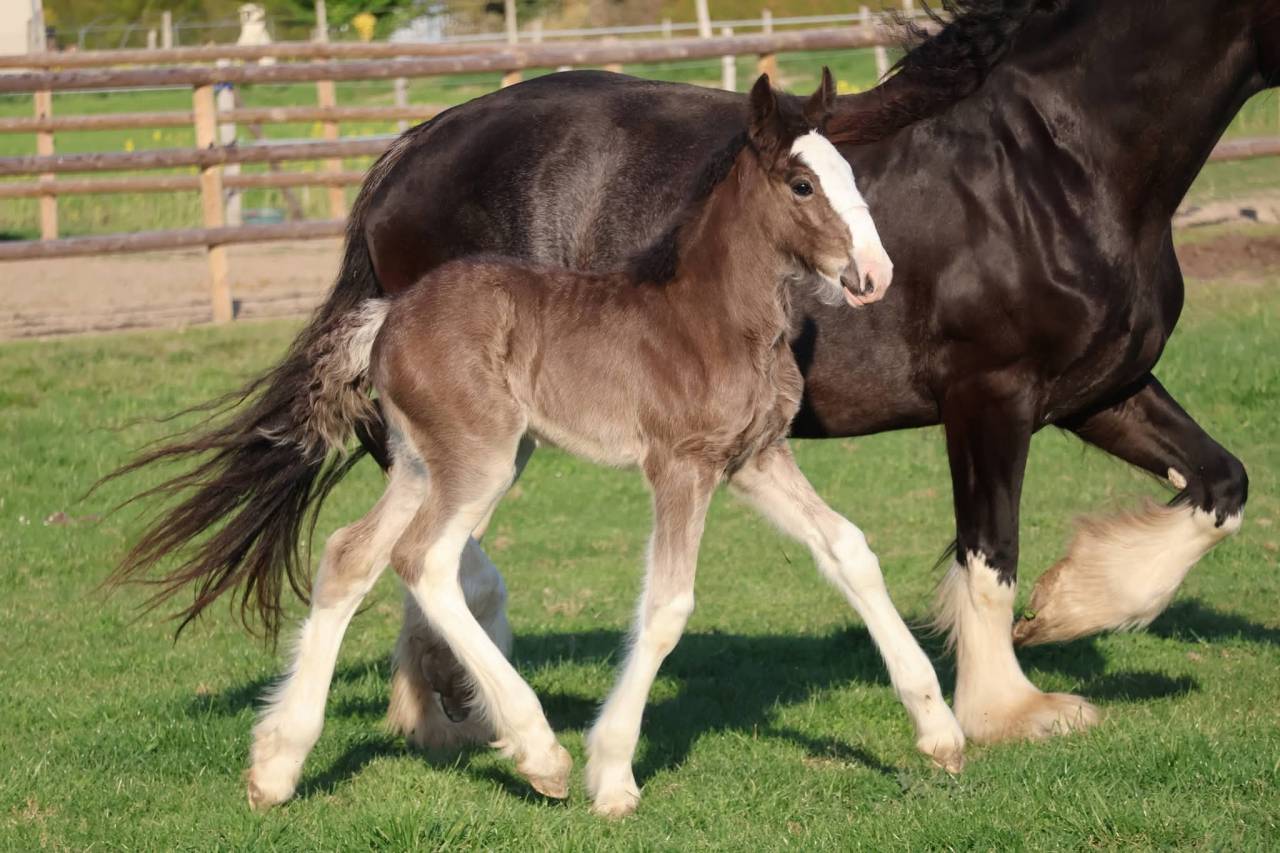 Filly Shire For sale 2026 Black