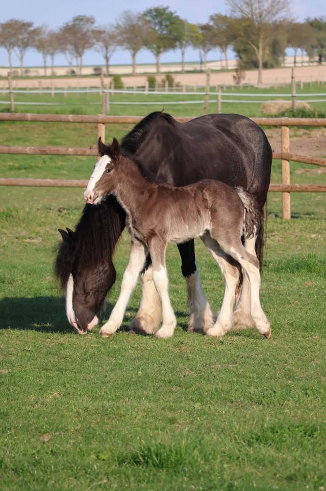 Filly Shire For sale 2026 Black