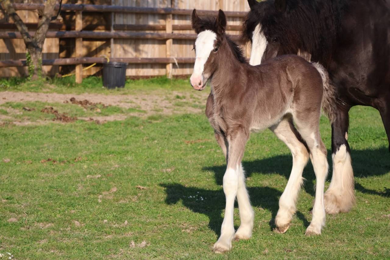 Filly Shire For sale 2026 Black