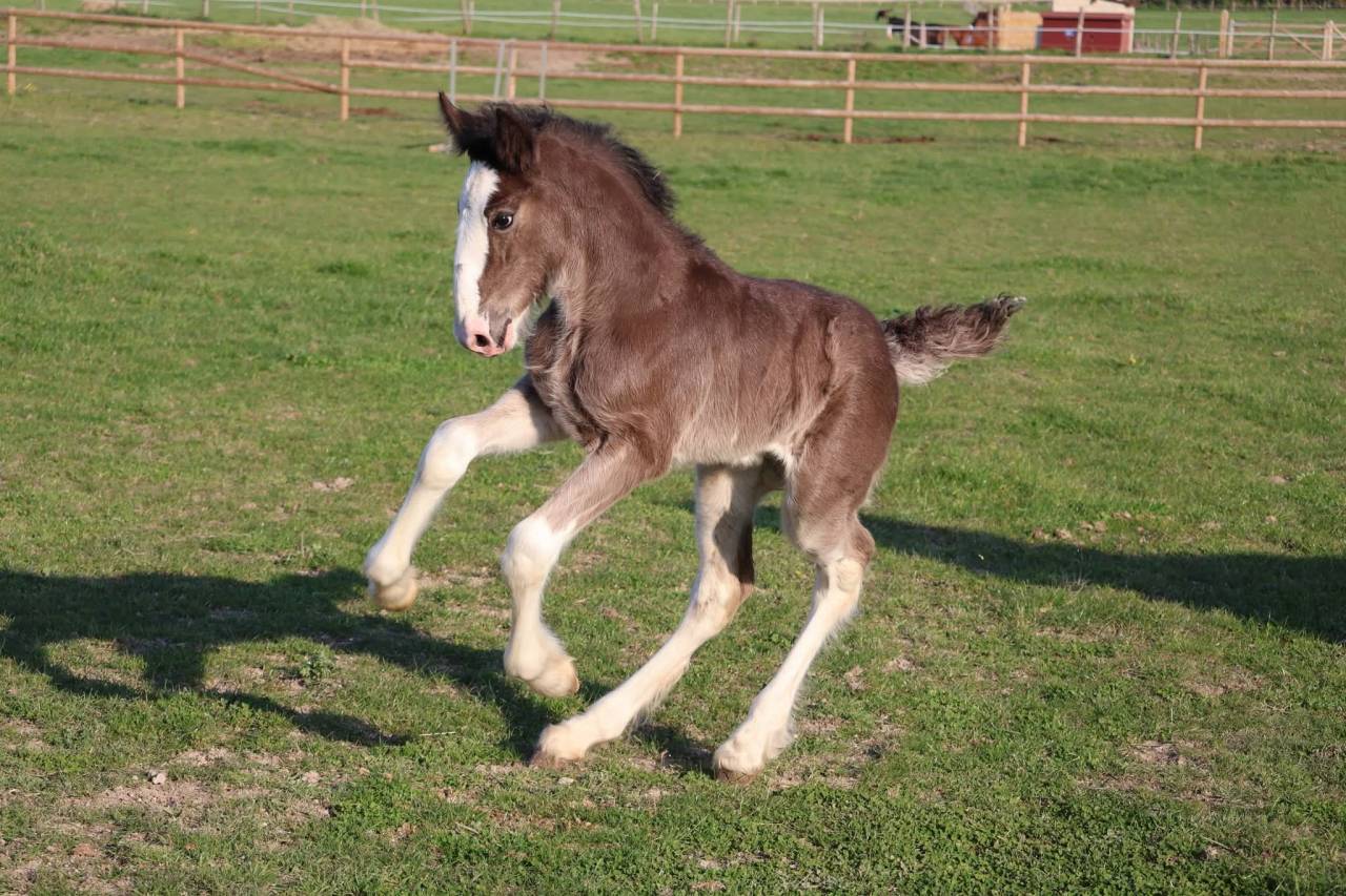 Filly Shire For sale 2026 Black