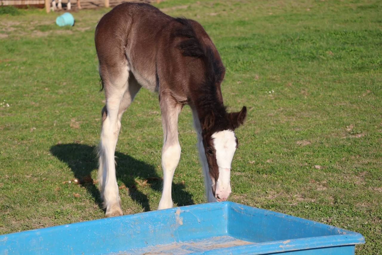 Filly Shire For sale 2026 Black