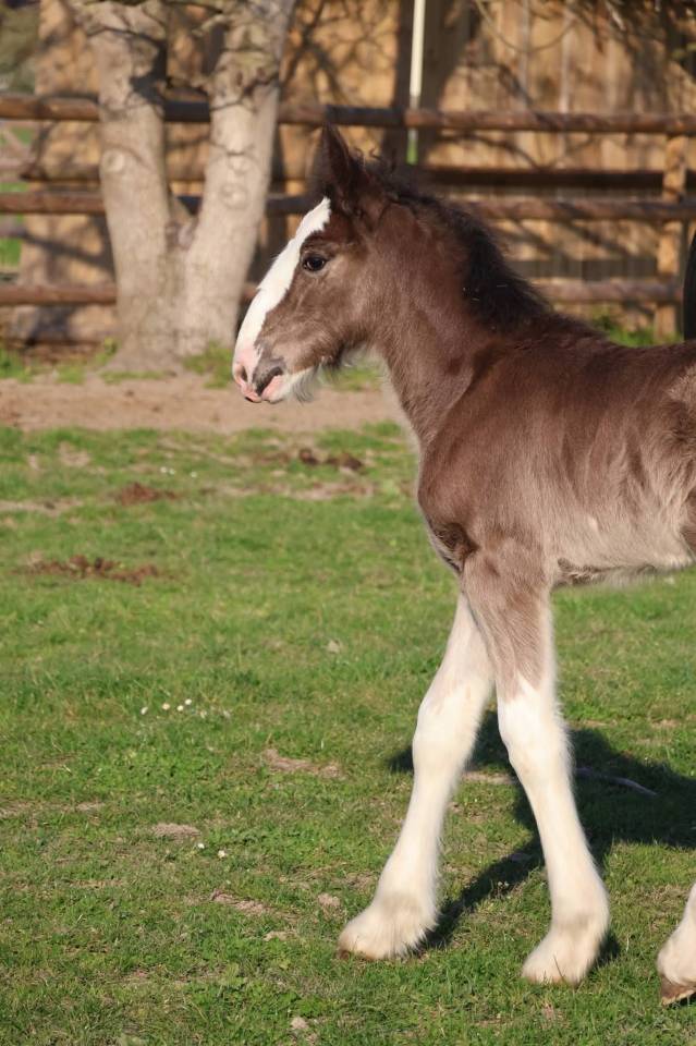 Filly Shire For sale 2026 Black