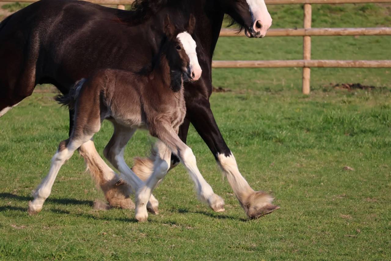 Filly Shire For sale 2026 Black