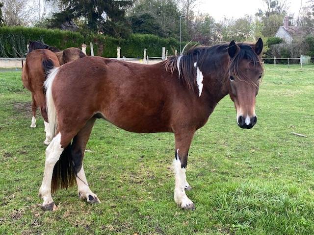 Gelding No Origin Recorded For sale 2019 Coloured