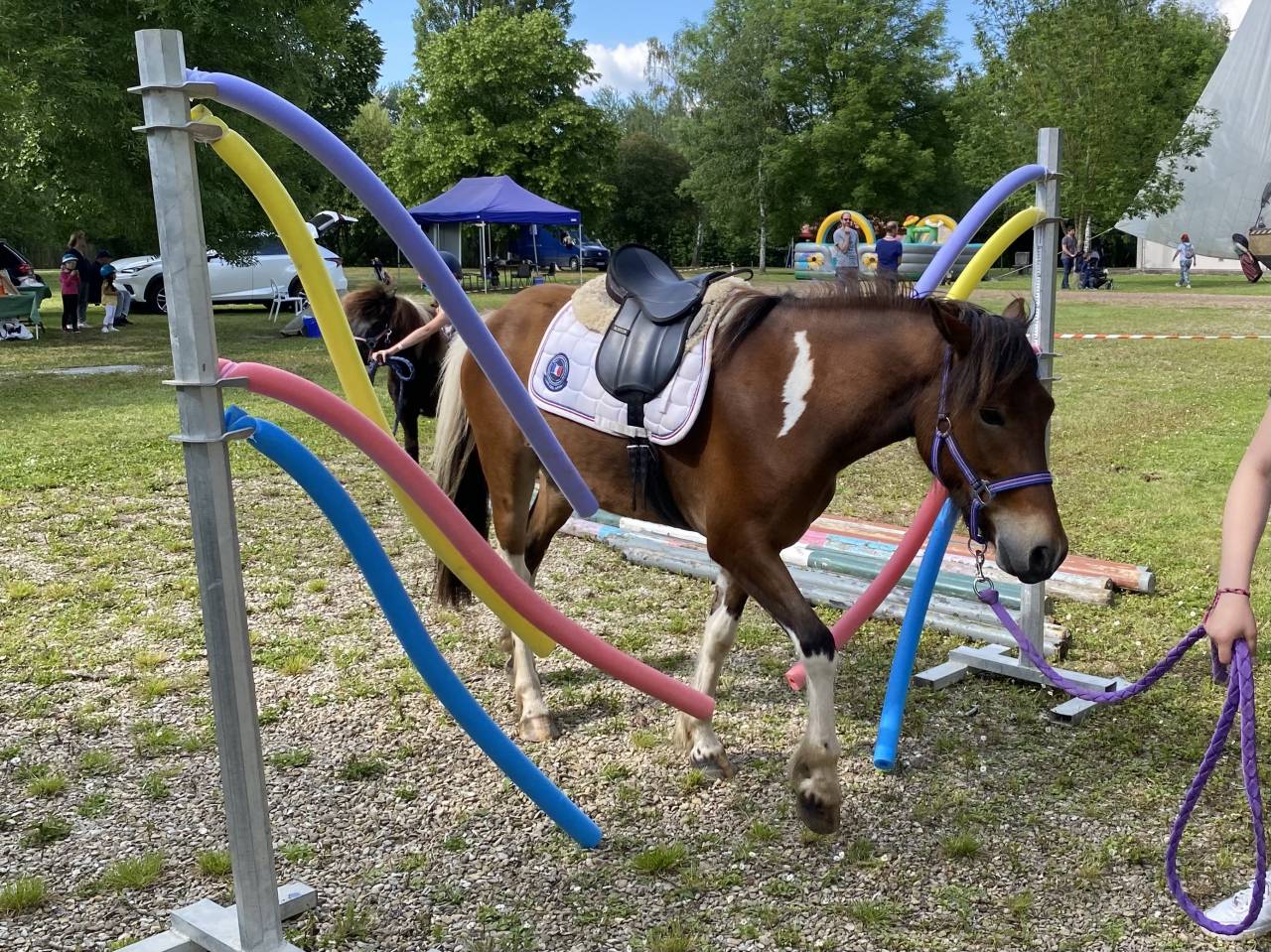 Gelding No Origin Recorded For sale 2019 Coloured