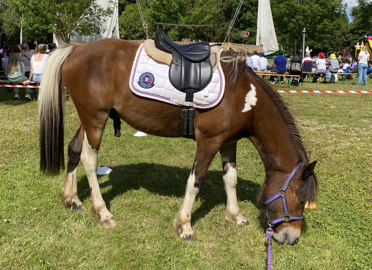 Gelding No Origin Recorded For sale 2019 Coloured