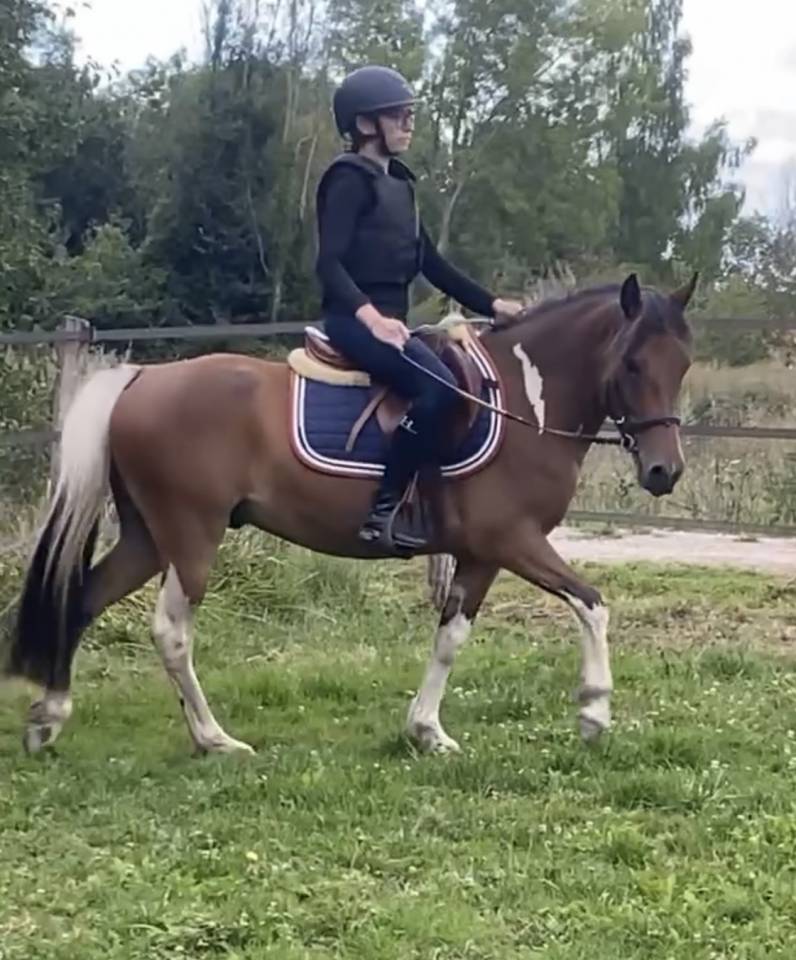 Gelding No Origin Recorded For sale 2019 Coloured
