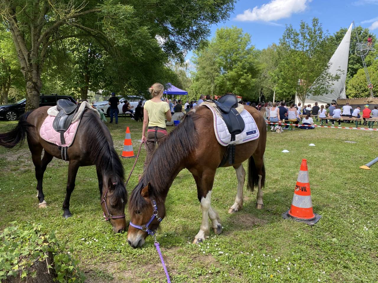 Gelding No Origin Recorded For sale 2019 Coloured