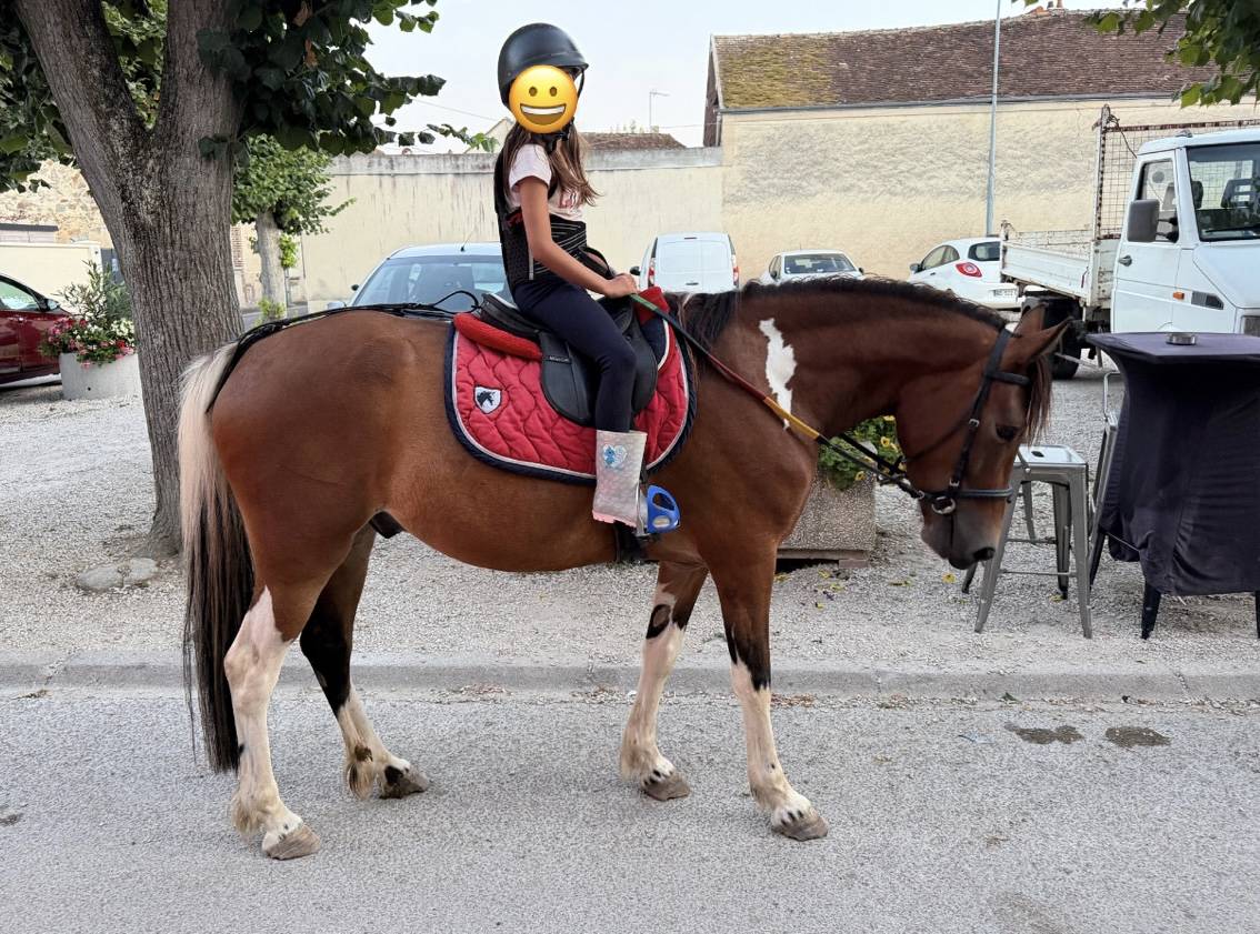 Gelding No Origin Recorded For sale 2019 Coloured