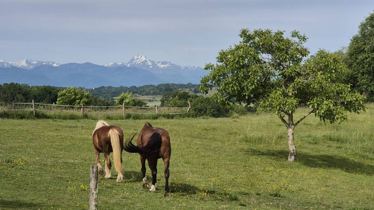 Equestrian property  Haute-Garonne