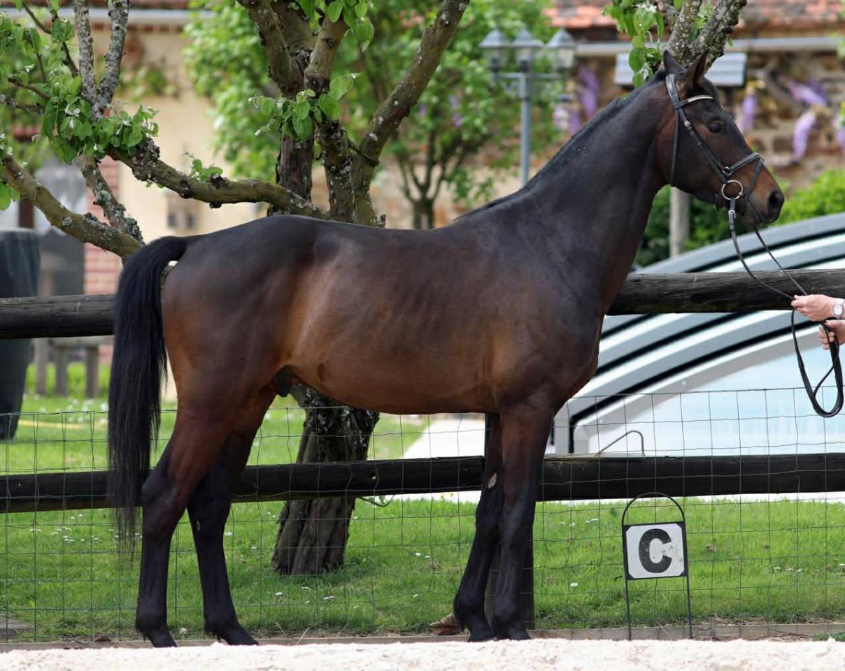 Gelding Westphalian  For sale 2022 Dark Bay