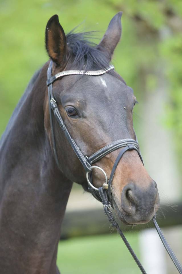 Gelding Westphalian  For sale 2022 Dark Bay