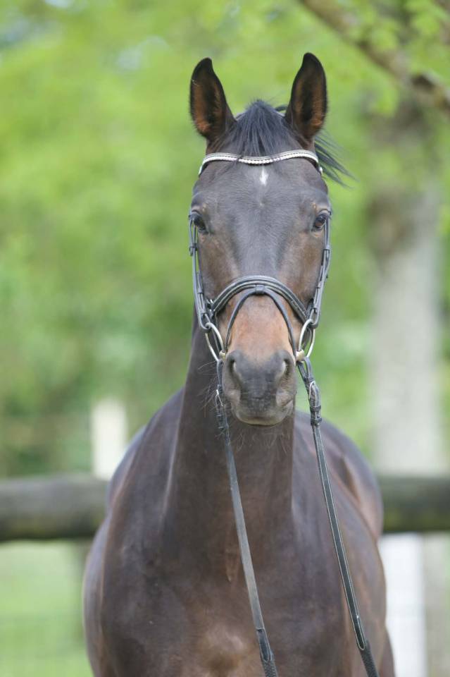 Gelding Westphalian  For sale 2022 Dark Bay