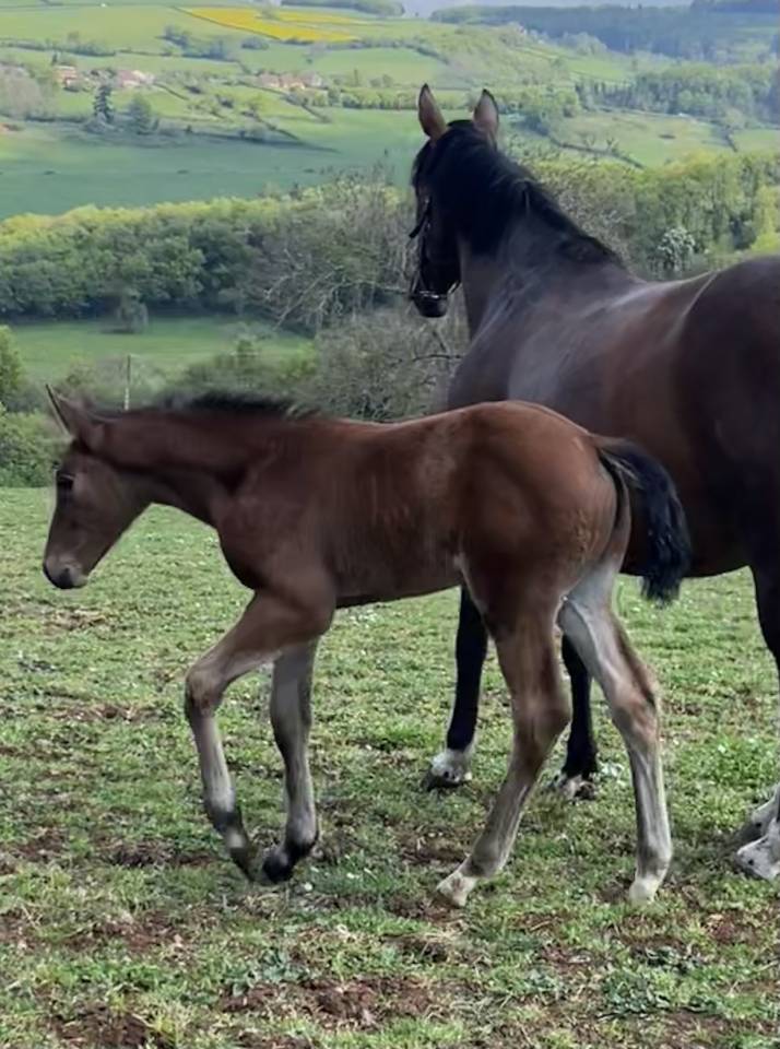 Filly Selle Fran&ccedil;ais For sale 2026 Bay