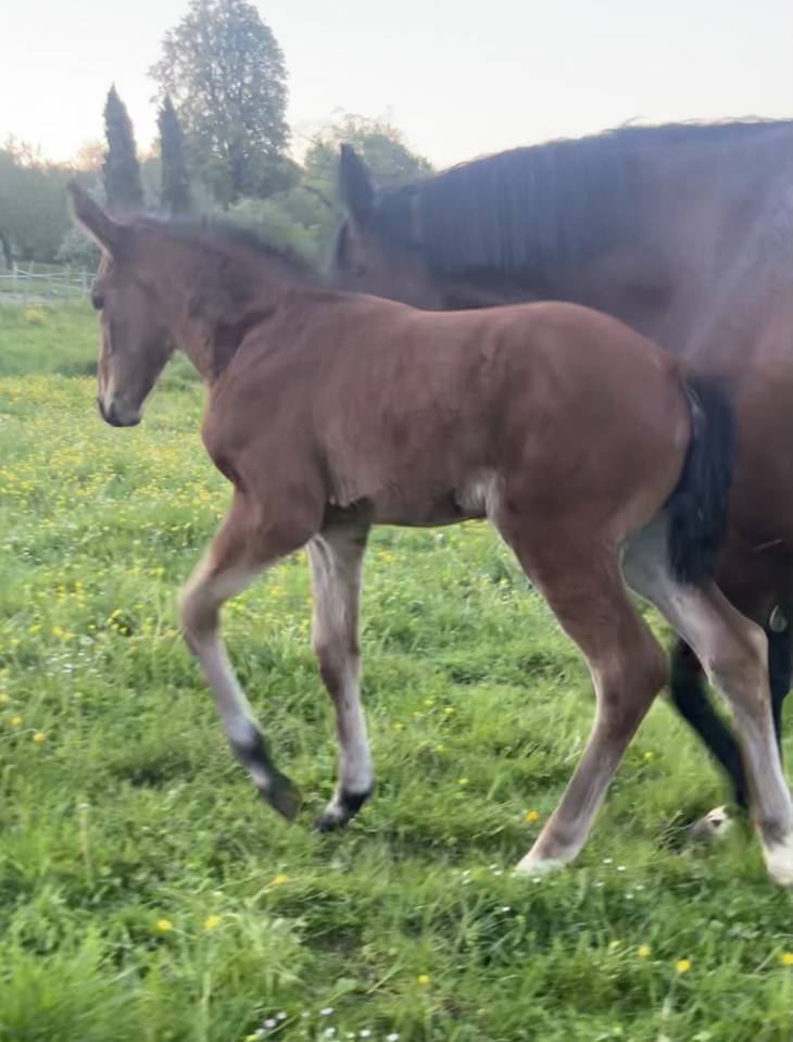Filly Selle Fran&ccedil;ais For sale 2026 Bay